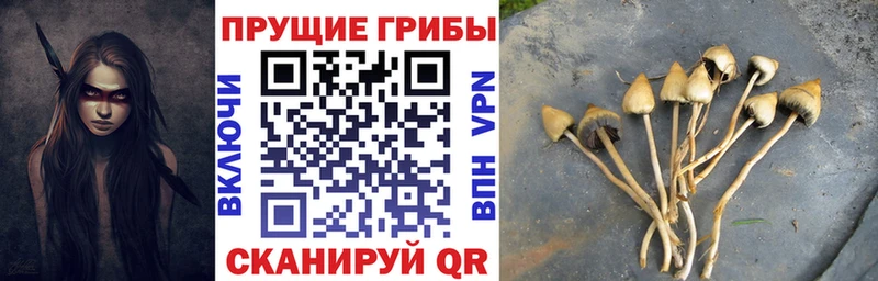 Псилоцибиновые грибы Psilocybine cubensis  KRAKEN вход  Нижнеудинск 
